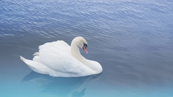 Белый лебедь спокойно спит на фоне голубой воды. — стоковое фото