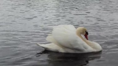 Beyaz kuğu denizde ya da gölde yüzer. Zarif bir kuğu yelken açar