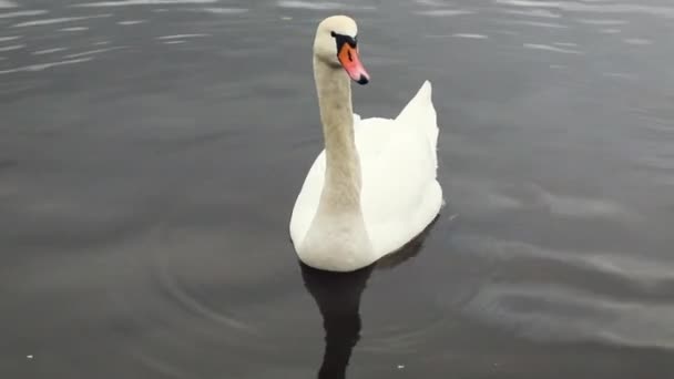 El cisne blanco en el agua mira en diferentes direcciones y nada lejos. — Vídeo de stock