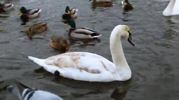 Łabędzie i kaczki pływają po rzece. Ptaki pełne wdzięku są symbolem miłości. — Wideo stockowe