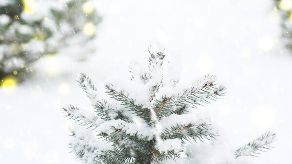 green twig of spruce in the snow on a snow-white background Christmas tree snow