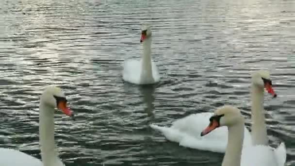 Swans and ducks swim on the river. Graceful birds are a symbol of love — Stock Video