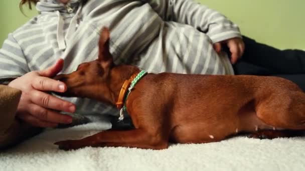 Mulher brincando com cão na cama — Vídeo de Stock