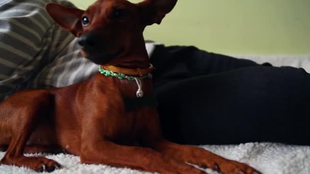 La padrona di casa con il suo animale domestico. Un cane e una donna sul letto. — Video Stock