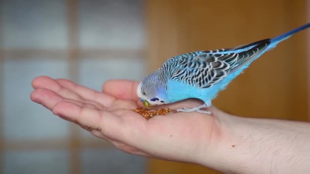 Un pájaro manso. periquito en la mano come granos. — Vídeo de stock