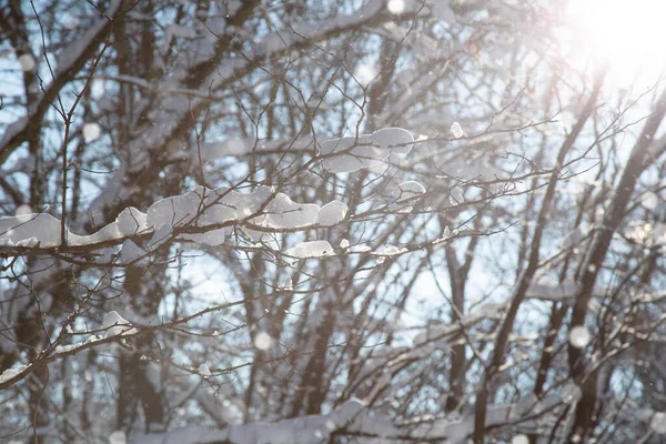 Снег на ветвях деревьев в солнечный день. — стоковое фото
