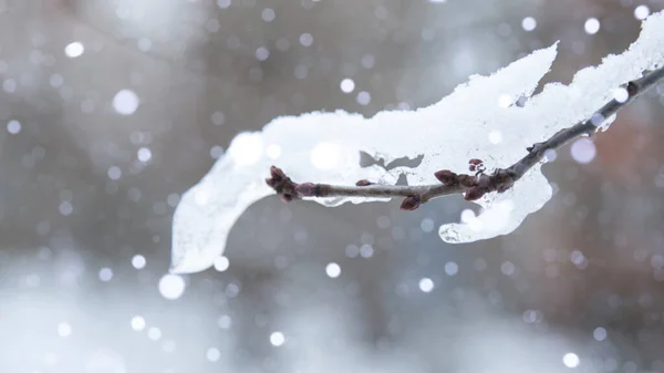 Glace sur le bord d'une brindille sans feuilles. — Photo