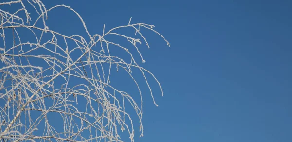 Nieve y hielo rime Hermoso fondo de invierno con ramitas cubiertas de escarcha. — Foto de Stock