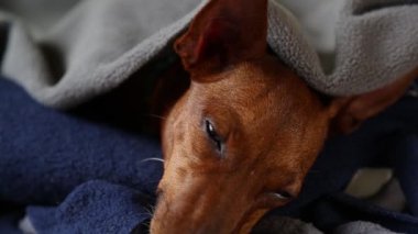 Evcil köpek suratının uyanışı. Tembel hayvan uyandı ve kendini yukarı çekti..