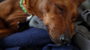  Kapalı gözler, siyah burun, hayvan bıyıkları. Minyatür Pinscher.