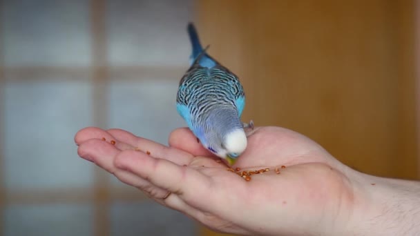 Wellensittich sitzt auf dem Finger des Besitzers und frisst Vogelfutter von seiner Handfläche. — Stockvideo