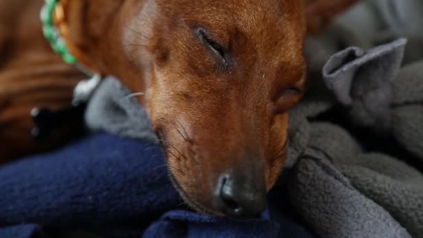 Het luie huisdier werd wakker en trok. Een charmant hondje. Close-up. — Stockvideo