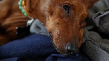 Köpeğin yüzüne yakın çekim. Uyuyor. Gözler, evcil hayvanın siyah burnu. 
