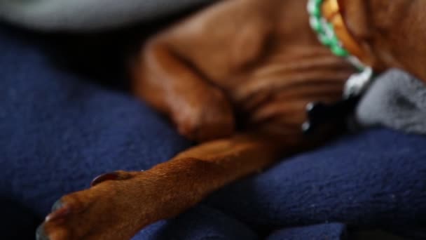 Közelkép a kutyák szájkosaráról. Egy fajtiszta kisállat mélyen alszik. Miniatűr pinscher. — Stock videók