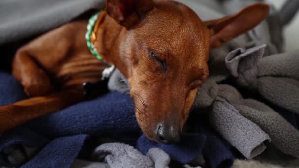 Pes už spí. Majitel pohladil mazlíčka. Teplé a útulné štěně. — Stock video