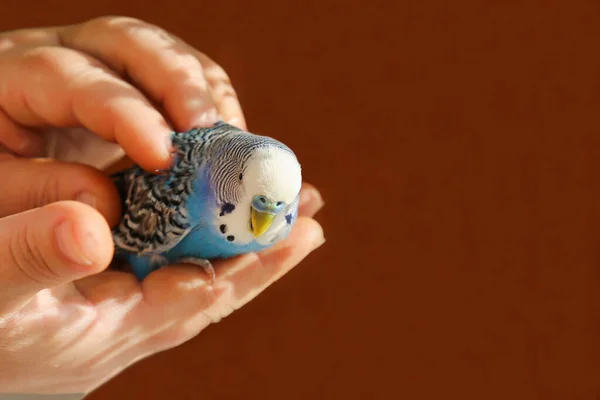 A budgie sits on the palm of a person\'s hand. The owner hugs and caresses the blue parrot with his hands. A tame bird. A friendship between a man and a bird. A pet.