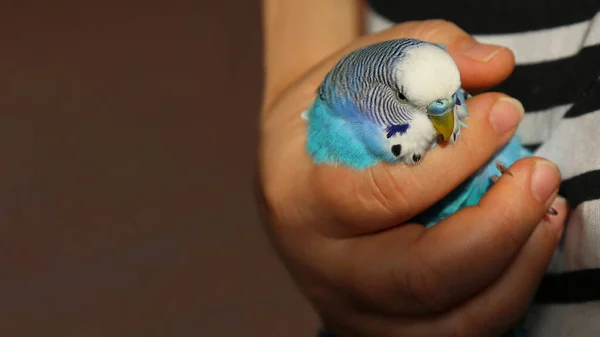 A sick budgie in the hand of a man. The owner holds a sickly blue parrot in his hand. A tame bird. Close-up. The pet is unwell. Poultry.