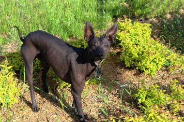 Yeşil çimlerin üzerinde Meksika Çıplak Köpeği. Yakın plan. Xoloitzcuintli, Xolo parkta yürüyüşe çıktı. Kılsız bir köpek cinsi. Yazın sokaklarda kel bir köpek..