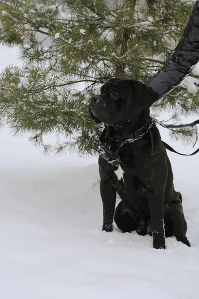 A large dog sits near a pine tree in winter. A pet in the background of snow. Close up. A purebred pet with its owner on a walk on a winter day. Cane Corso.