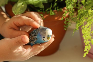 A budgie sits on the palm of a person's hand. A man's hands are stroking a blue parrot. The owner caresses his pet. A tame bird. Close-up. clipart
