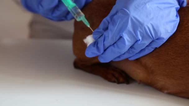 In de dierenkliniek vaccineert de arts de hond. — Stockvideo