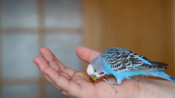 De budgie pikt voedsel van de eigenaren palm. — Stockvideo