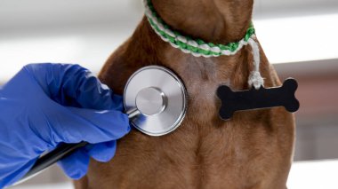 The pet is examined by a veterinarian at a veterinary hospital. 