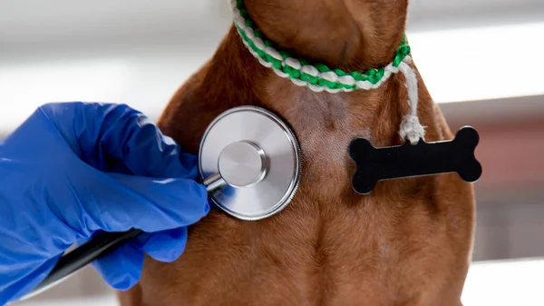 The pet is examined by a veterinarian at a veterinary hospital. 