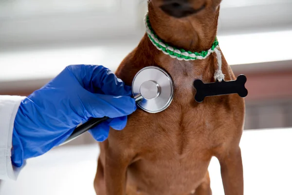 The doctor uses a stethoscope to listen to the pets breathing. Royalty Free Stock Images