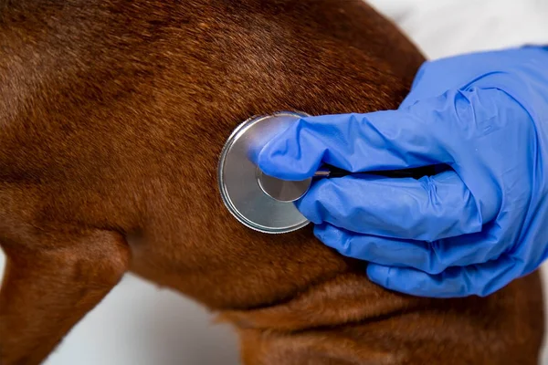 The veterinary doctor treats the dog. Close-up. Concept: Veterinary clinic, animal care, pet care.