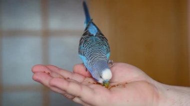Dalgalı, mavi bir papağan bir insanın elinden yemek yer. Yakın plan..