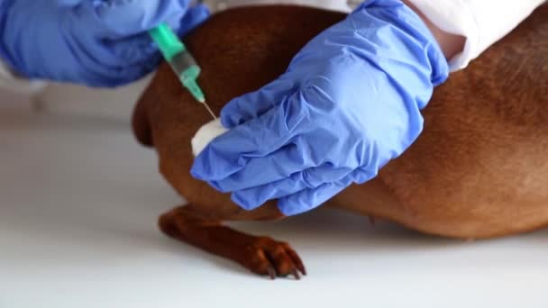 Le chien a été injecté avec une seringue. Le vétérinaire vaccine le chien. — Video