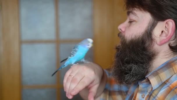 Un pájaro manso besa a sus dueños barba y bigote. el amor de una mascota. — Vídeos de Stock