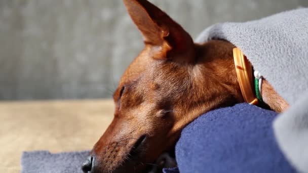 Pinscher in miniatura, un purosangue, animale domestico dorme. — Video Stock