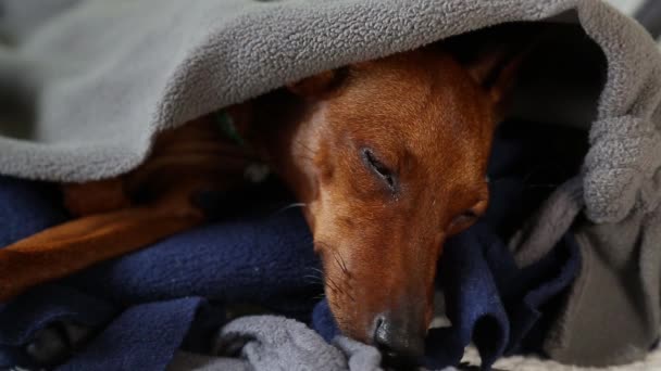 Το κοιμισμένο πρόσωπο ενός σκύλου. Ο σκύλος κοιμάται. Το κατοικίδιο κοιμάται.. — Αρχείο Βίντεο