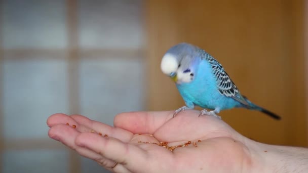 Een budgie pikt voedsel uit de palm van een mensenhand. Een tamme vogel. — Stockvideo