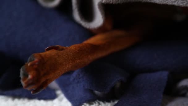 Der kleine Hund schläft. Schießen reibungslose Verfolgung erschossen schlafenden Hund — Stockvideo
