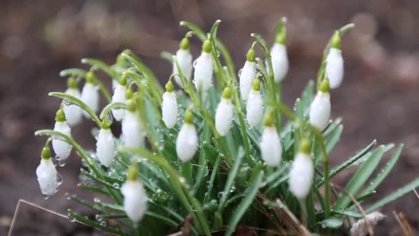 Um grupo de gotas de neve oscila ao vento. Flores jovens na natureza. — Vídeo de Stock