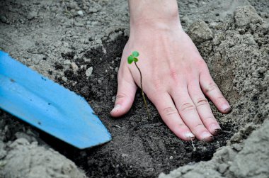 Genç bir ağaç dikiyorum. Genç bir adamın eli ağaç fidanı dikiyor. Yakın mesafeden. Kavram, bakım ve koruma.