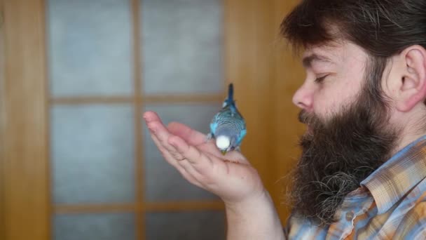 The budgie sits on the owners finger and eats from the owners palm. — Stock Video