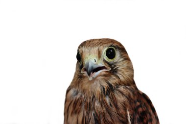 Kerkenez 'in portresi. Gaga, şahin gözü. Yırtıcı bir kuş. Kerkenez. Şahin çok yakın. Vahşi kuş..