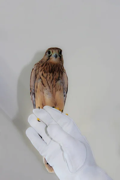 Portrait of a falcon. The falcon sits on the falcon's glove. A kestrel sits on a man's arm. Tame predatory, wild bird. Friendship between a man and a bird of prey. The concept of trusting relationship