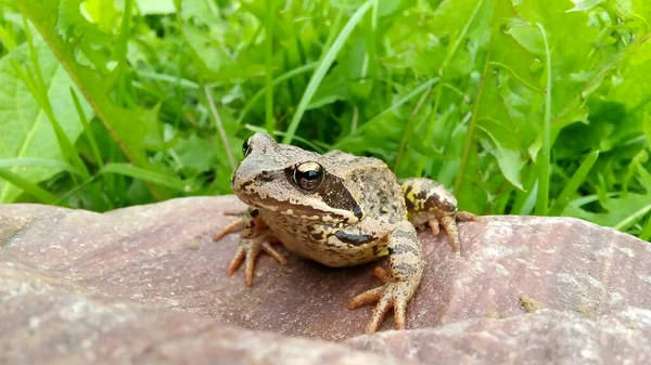 Ein Brauner Frosch Sitzt Auf Einem Felsen Vor Grünem Gras — Stockfoto