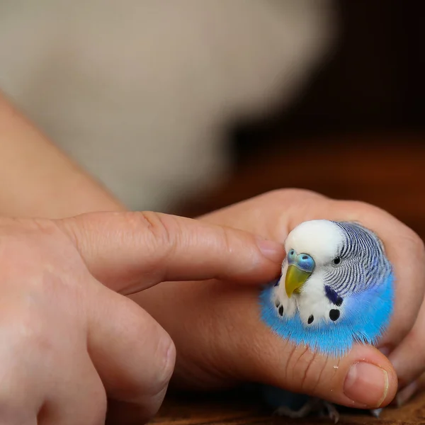 Uma Pessoa Segura Papagaio Mão Acaricia Com Dedo Dono Acaricia — Fotografia de Stock