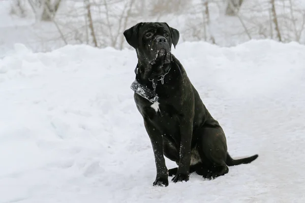 A large, black dog on the background of snow, in the park. Winter. Nature. A pet on a winter walk in the forest. Portrait. Close up. Thoroughbred, large dog. Cane Corso.