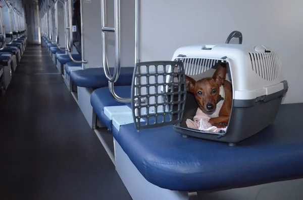Köpek, trende hayvanlar için bir nakliye çantasında oturur. Nakliye için plastik kafeste bir köpek. Evcil bir hayvanla seyahat et. Hayvan taşıyıcısı..