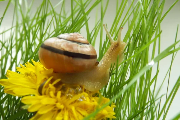 A snail on a yellow dandelion. Grape snail on a green background. Macro Photography