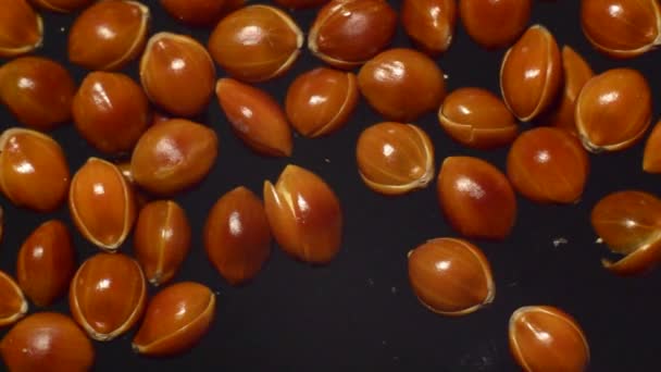 Parrot eats millet grains video macro photography. — Video Stock