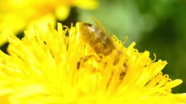 Bal arısı karahindiba üzerinde çalışır. Arı nektar toplar.. 
