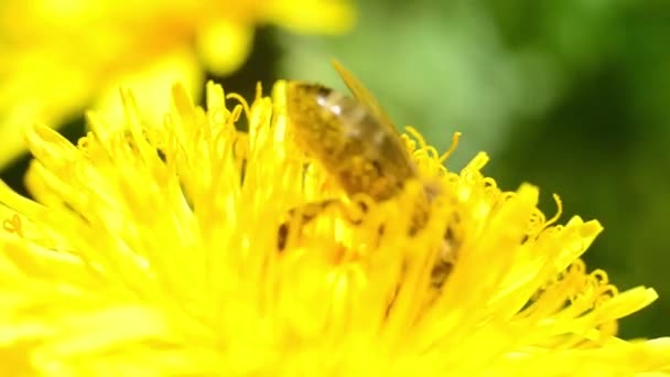 The honey bee works on a dandelion. The bee collects nectar. — Stock Video